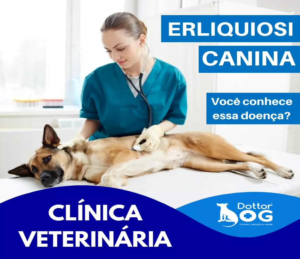 ERLIQUIOSE  CANINA - UMA DAS PERIGOSAS DOENÇAS DO CARRAPATO